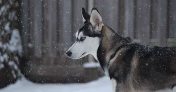 狗狗个性基本有这5大类