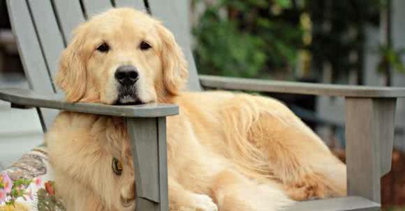 狗狗个性基本有这5大类