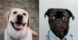 狗狗个性基本有这5大类