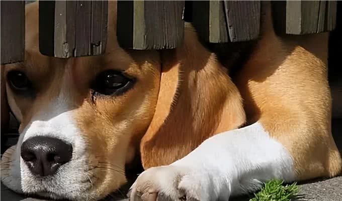 再勇敢的狗狗，遇到这几件事，也会感到害怕