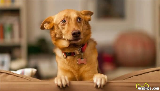 再勇敢的狗狗，遇到这几件事，也会感到害怕