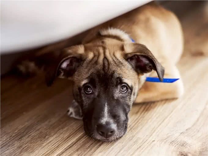 再勇敢的狗狗，遇到这几件事，也会感到害怕