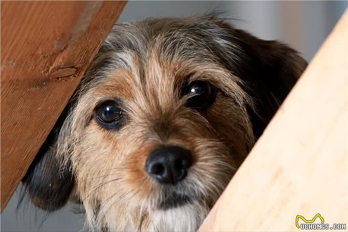 再勇敢的狗狗，遇到这几件事，也会感到害怕