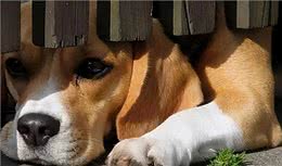 再勇敢的狗狗，遇到这几件事，也会感到害怕