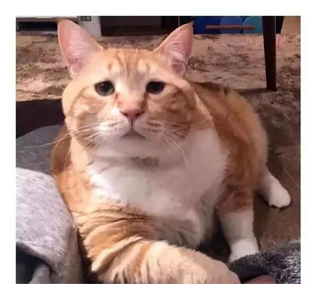 猫咪寿命和大龄猫的照顾