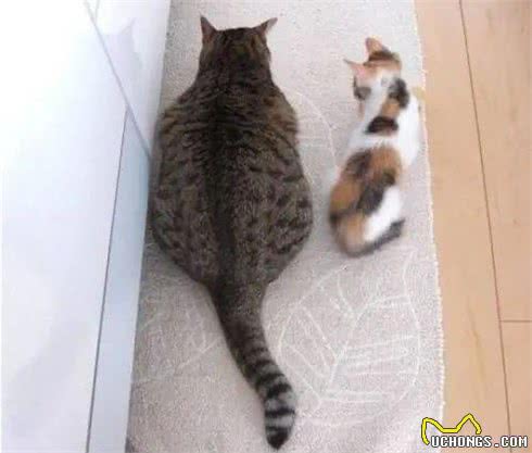 猫咪寿命和大龄猫的照顾