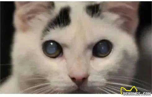 猫咪寿命和大龄猫的照顾