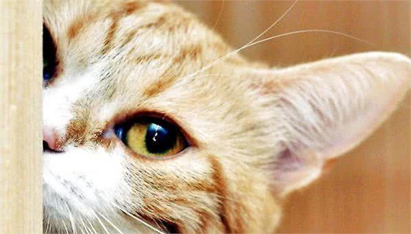 猫咪寿命和大龄猫的照顾