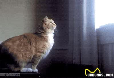 猫咪寿命和大龄猫的照顾