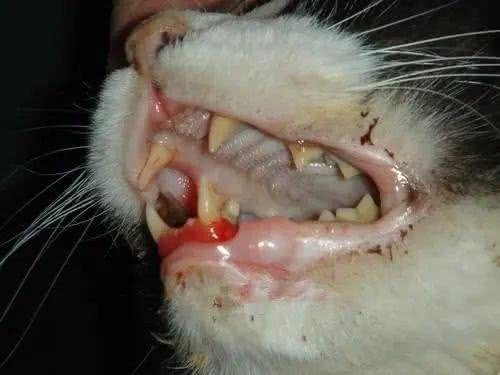 猫咪寿命和大龄猫的照顾