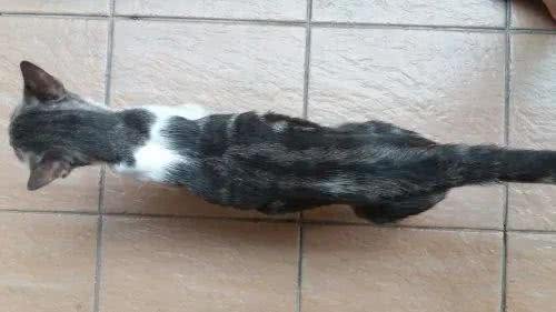 猫咪寿命和大龄猫的照顾