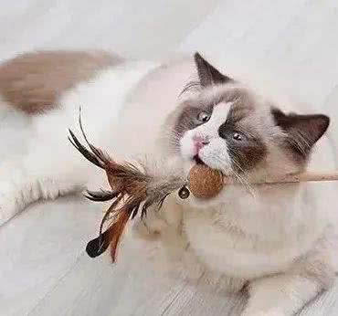 猫咪寿命和大龄猫的照顾