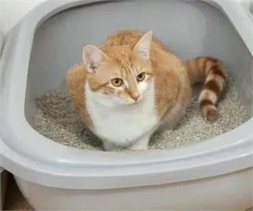 猫咪寿命和大龄猫的照顾