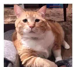 猫咪寿命和大龄猫的照顾