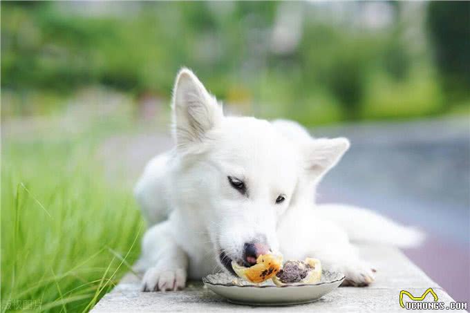 狗狗饮食禁忌大揭秘!这些东西可别喂给毛孩子