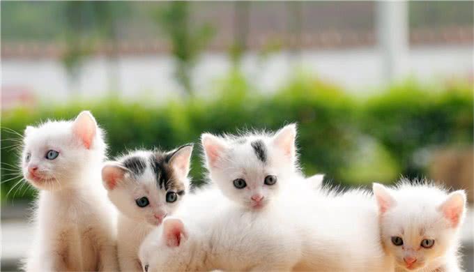 冬天给猫狗洗澡，等于给它上刑，跟我学一招，宠物干净清爽