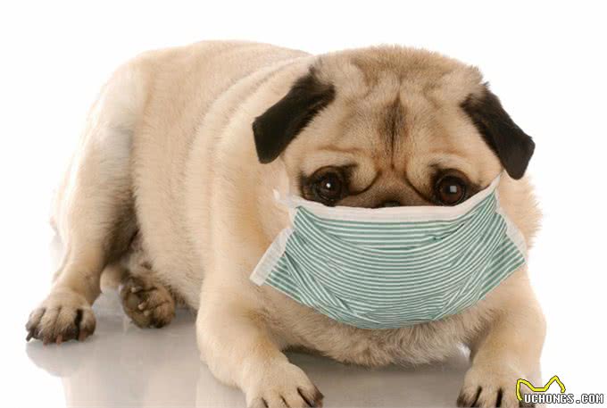 冬天给猫狗洗澡，等于给它上刑，跟我学一招，宠物干净清爽