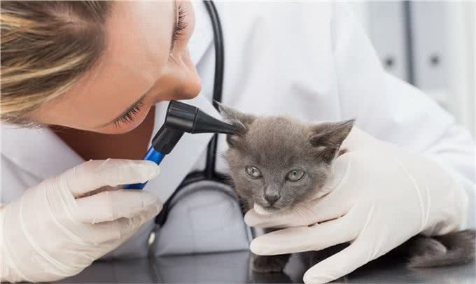 冬天给猫狗洗澡，等于给它上刑，跟我学一招，宠物干净清爽