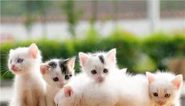 冬天给猫狗洗澡，等于给它上刑，跟我学一招，宠物干净清爽