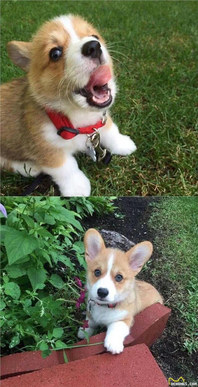 刚刚接狗狗回家后的一些禁忌,收好了