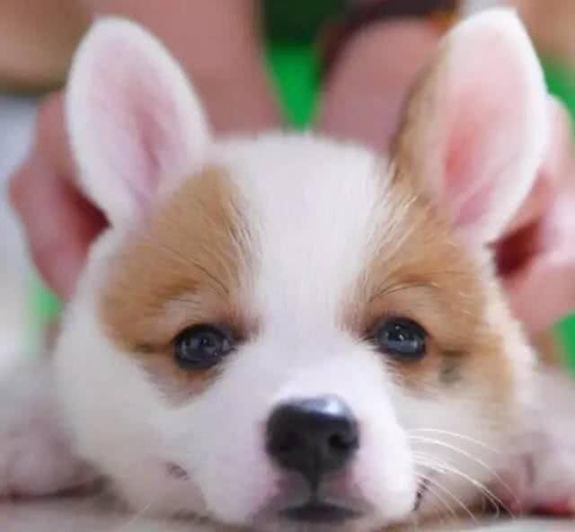 刚刚接狗狗回家后的一些禁忌,收好了