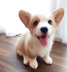 刚刚接狗狗回家后的一些禁忌，收好了