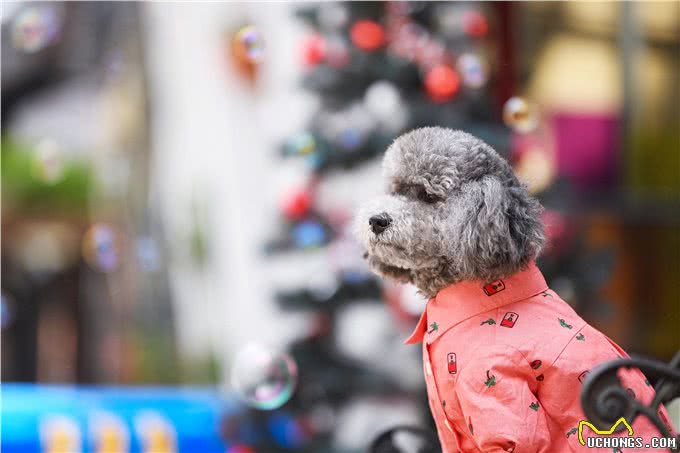 养狗技巧：泰迪眼睛发炎怎么办