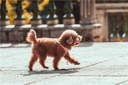 养狗技巧：泰迪眼睛发炎怎么办