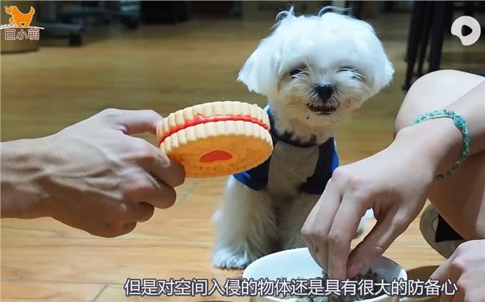 小狗吃饭，家人不能靠近一步!连拿骨头靠近都被无差别攻击