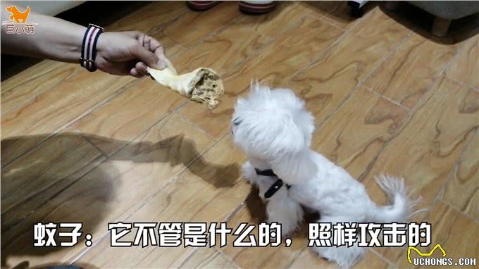 小狗吃饭，家人不能靠近一步!连拿骨头靠近都被无差别攻击
