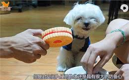 小狗吃饭，家人不能靠近一步!连拿骨头靠近都被无差别攻击