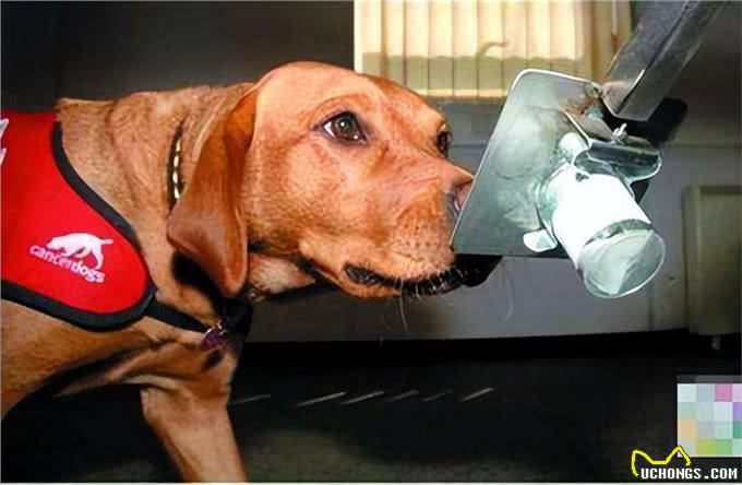 养狗的好处这么多，原来真的是有科学依据的