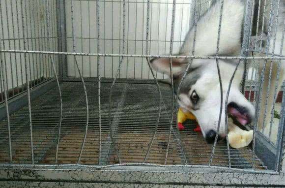 怕哈士奇拆家把它关在门外，下班回家发现门上一个大洞