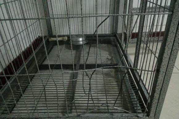 怕哈士奇拆家把它关在门外，下班回家发现门上一个大洞