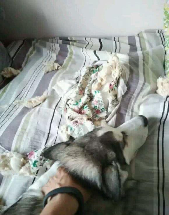 怕哈士奇拆家把它关在门外，下班回家发现门上一个大洞