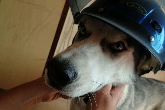 怕哈士奇拆家把它关在门外，下班回家发现门上一个大洞