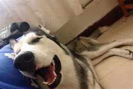 怕哈士奇拆家把它关在门外，下班回家发现门上一个大洞