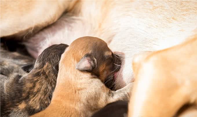 狗狗的5个阶段，你家狗到哪了?