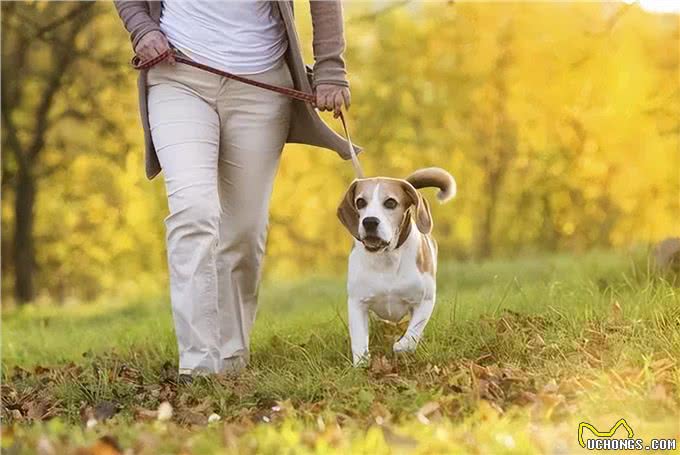 狗狗的5个阶段，你家狗到哪了?