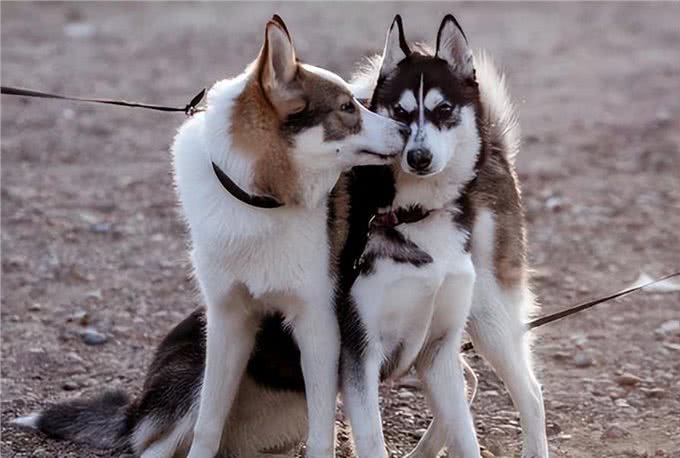 狗狗的5个阶段，你家狗到哪了?