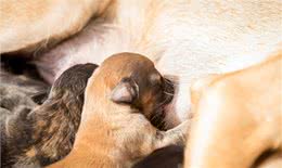 狗狗的5个阶段，你家狗到哪了?