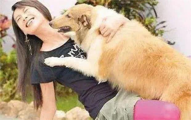 金毛扑孕妇致流产，牵绳之责难辞，宠物管理与生命尊重引人深思