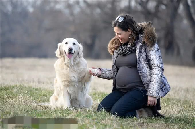 金毛扑孕妇致流产，牵绳之责难辞，宠物管理与生命尊重引人深思