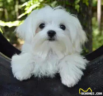 金毛扑孕妇致流产，牵绳之责难辞，宠物管理与生命尊重引人深思