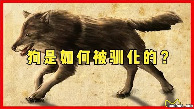 爱狗养狗人士的理解:狗的起源