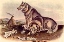 爱狗养狗人士的理解:狗的起源