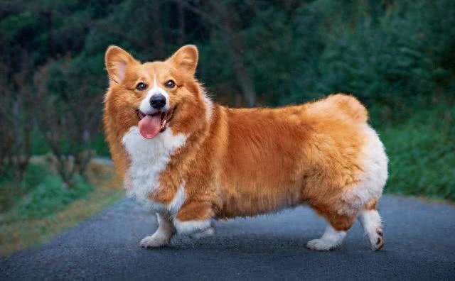 科学家新发现:狗狗竟然懂人类的情绪变化!