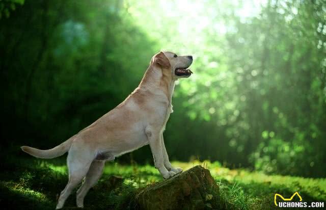 科学家新发现:狗狗竟然懂人类的情绪变化!