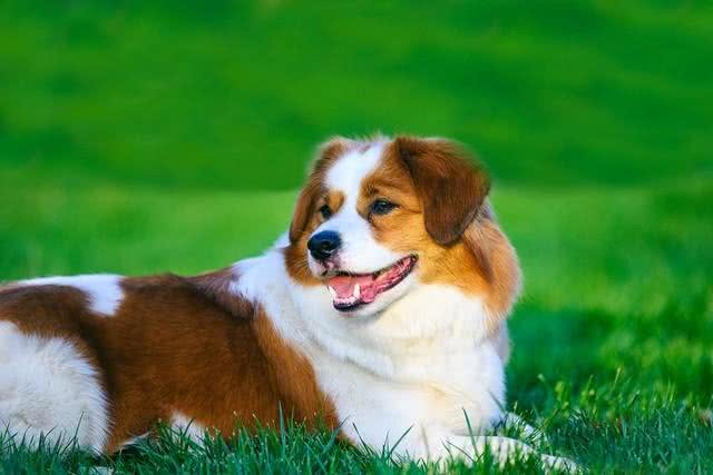 科学家新发现:狗狗竟然懂人类的情绪变化!