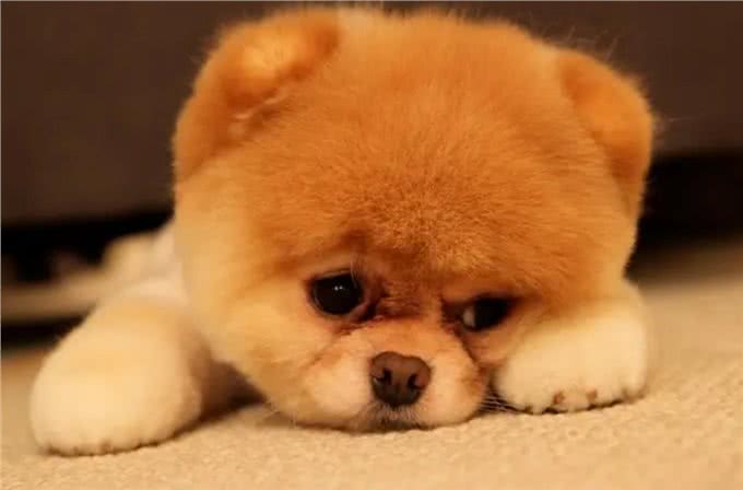 养狗的15个误区，爱它，就应该避开这些坑!